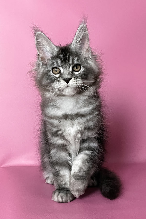 Hazel | Maine Coon Kitten