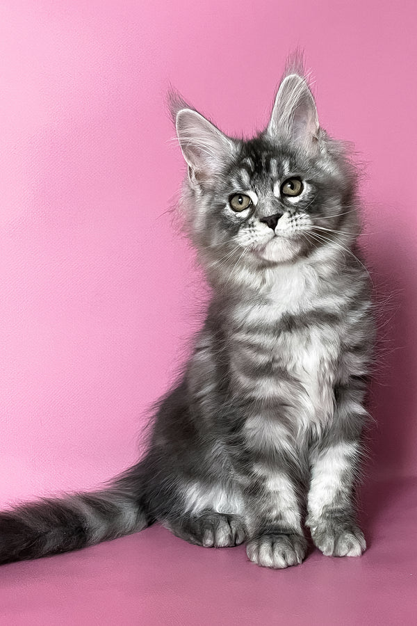 Hazel | Maine Coon Kitten