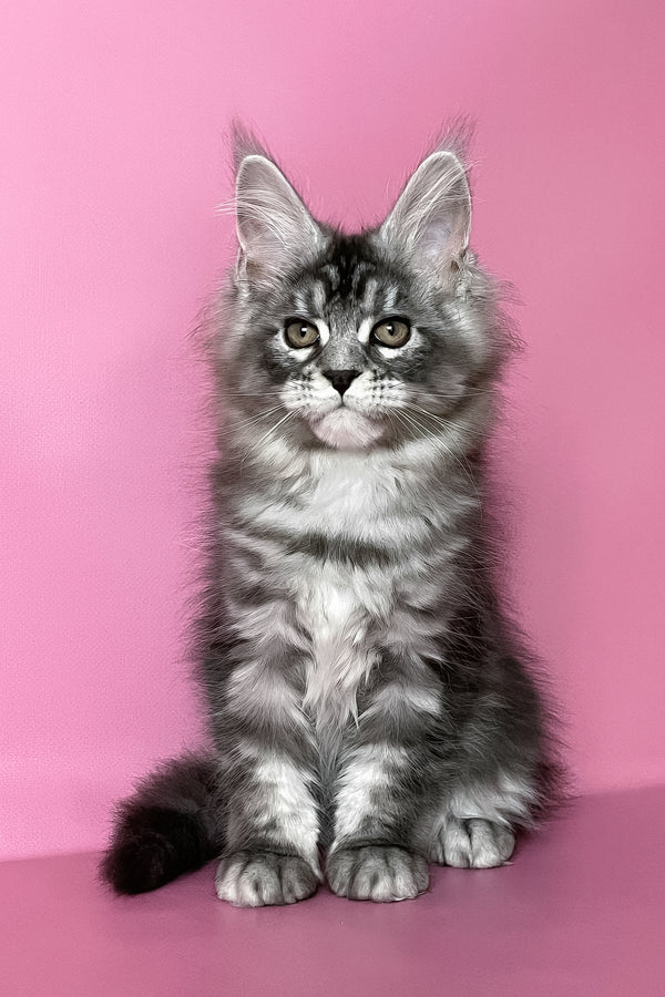 Hazel | Maine Coon Kitten