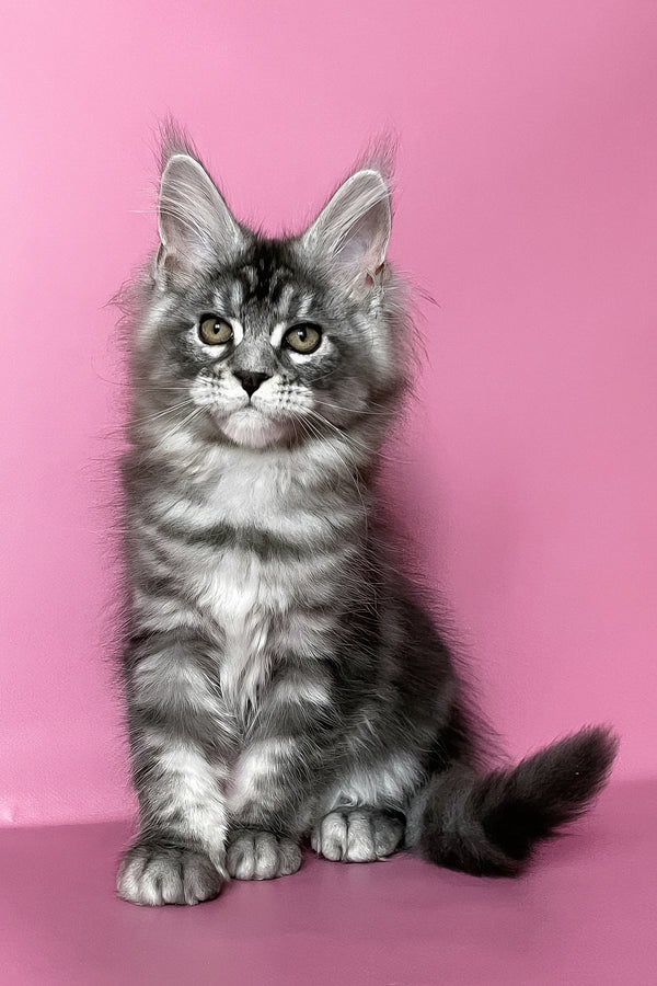 Hazel | Maine Coon Kitten