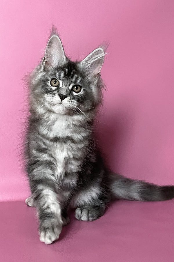 Hazel | Maine Coon Kitten