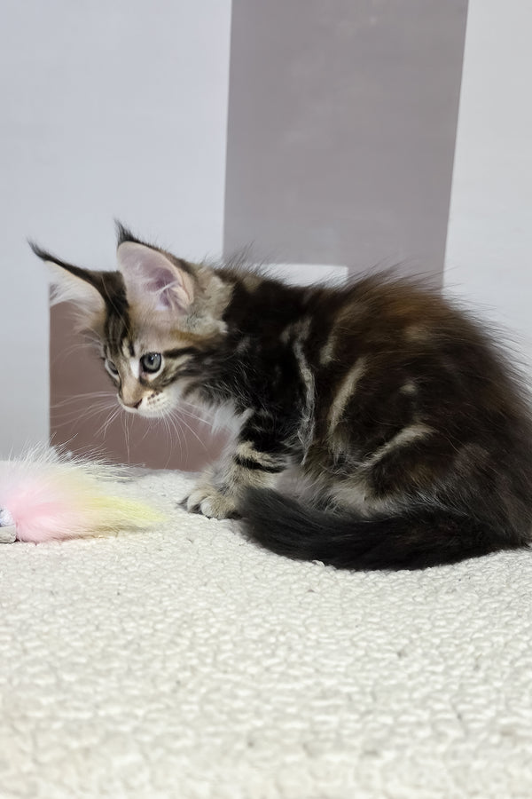 Hazel | Maine Coon Kitten