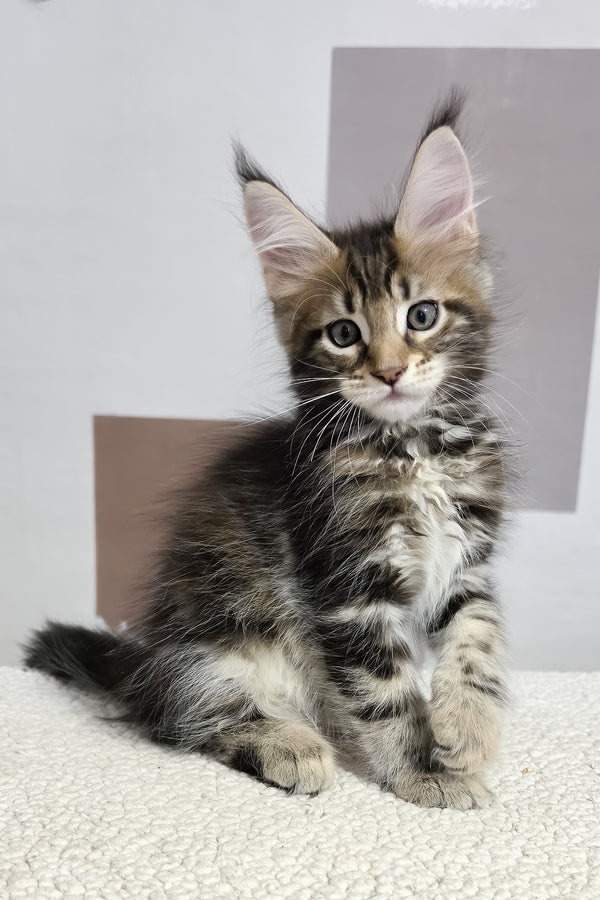 Hazel | Maine Coon Kitten