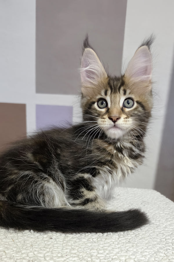 Hazel | Maine Coon Kitten