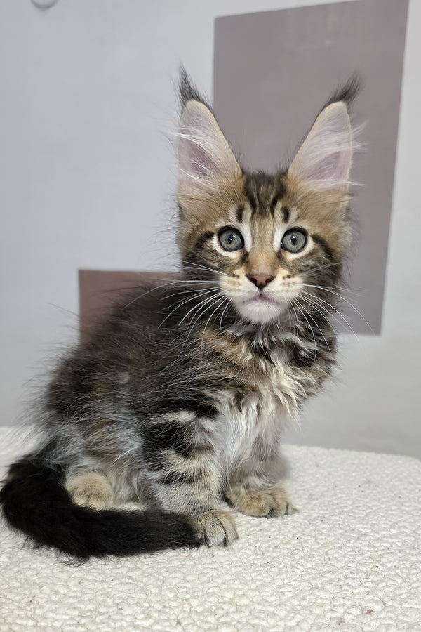 Hazel | Maine Coon Kitten