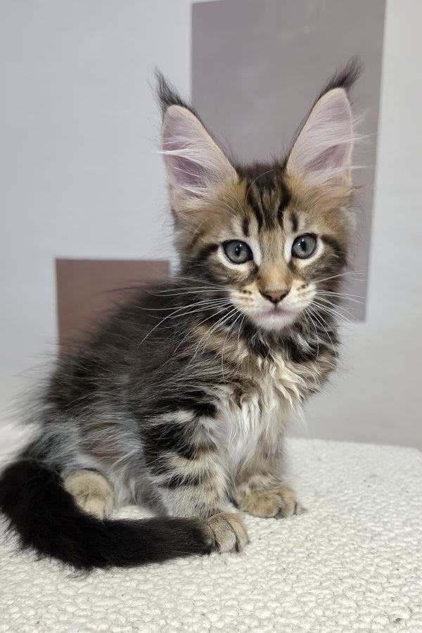 Hazel | Maine Coon Kitten