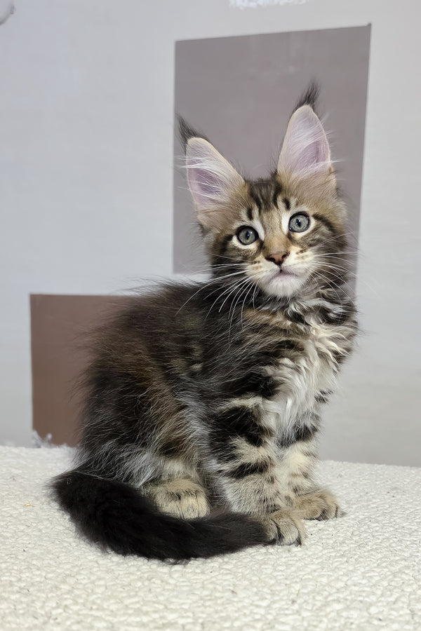 Hazel | Maine Coon Kitten