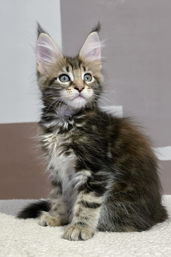 Hazel | Maine Coon Kitten