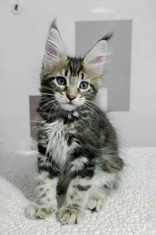 Hazel | Maine Coon Kitten