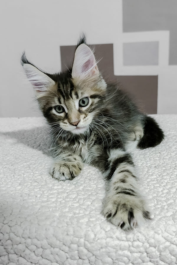 Hazel | Maine Coon Kitten