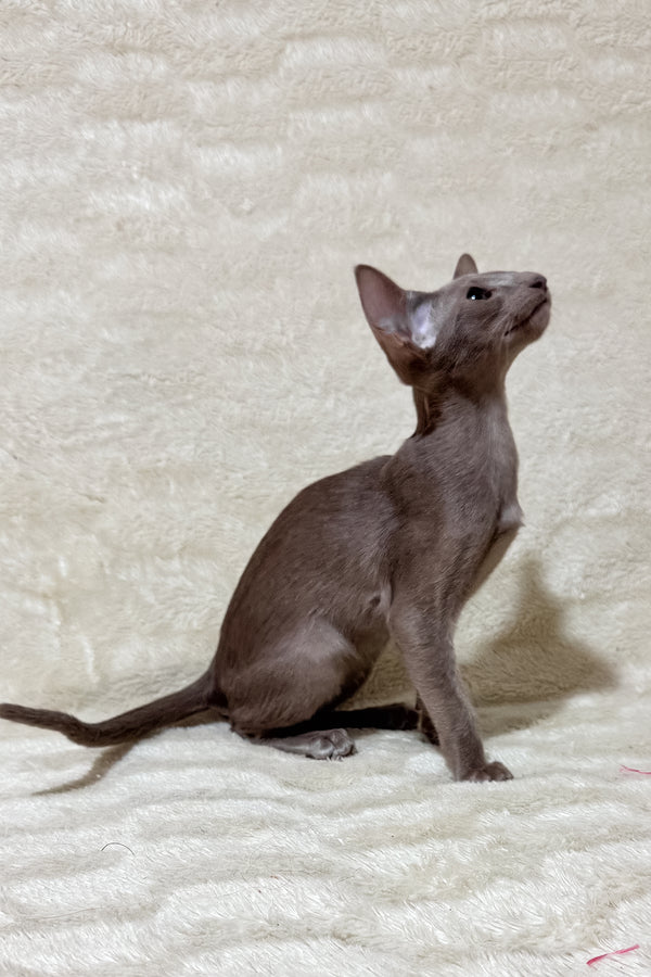 Heaven | Oriental Shorthair Kitten