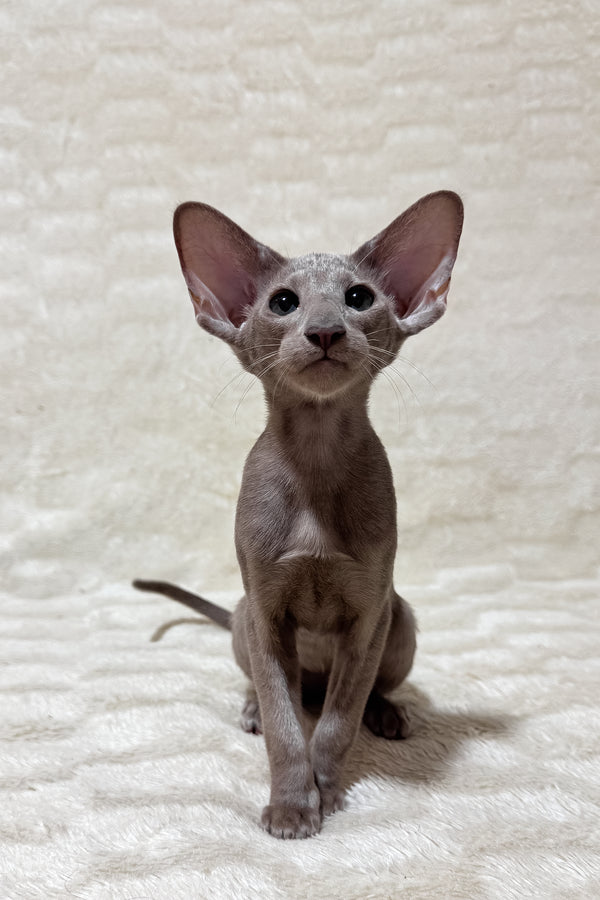 Heaven | Oriental Shorthair Kitten