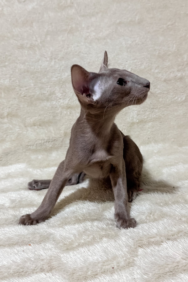 Heaven | Oriental Shorthair Kitten