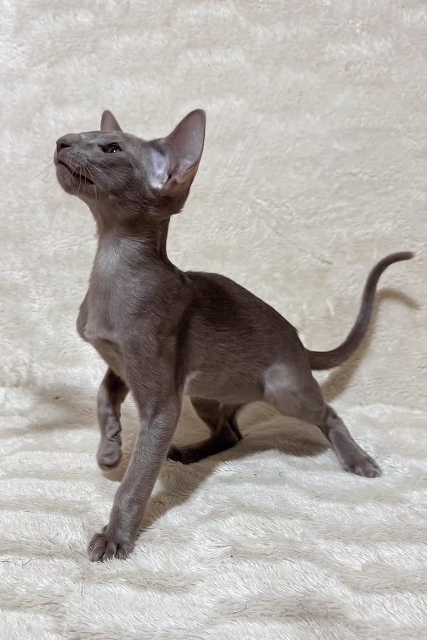 Heaven | Oriental Shorthair Kitten