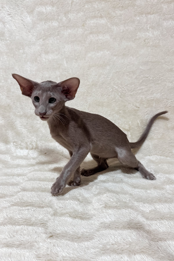 Heaven | Oriental Shorthair Kitten