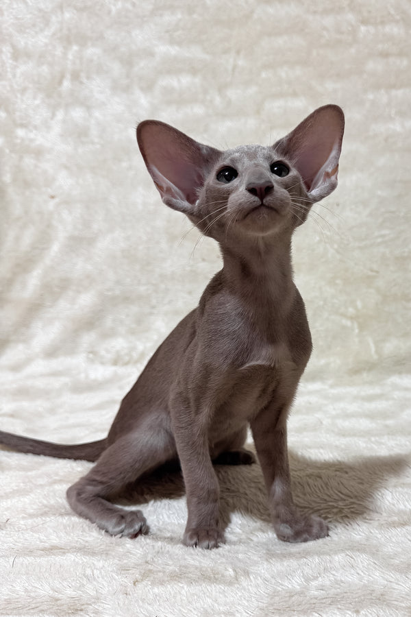 Heaven | Oriental Shorthair Kitten