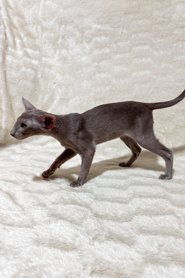 Heaven | Oriental Shorthair Kitten