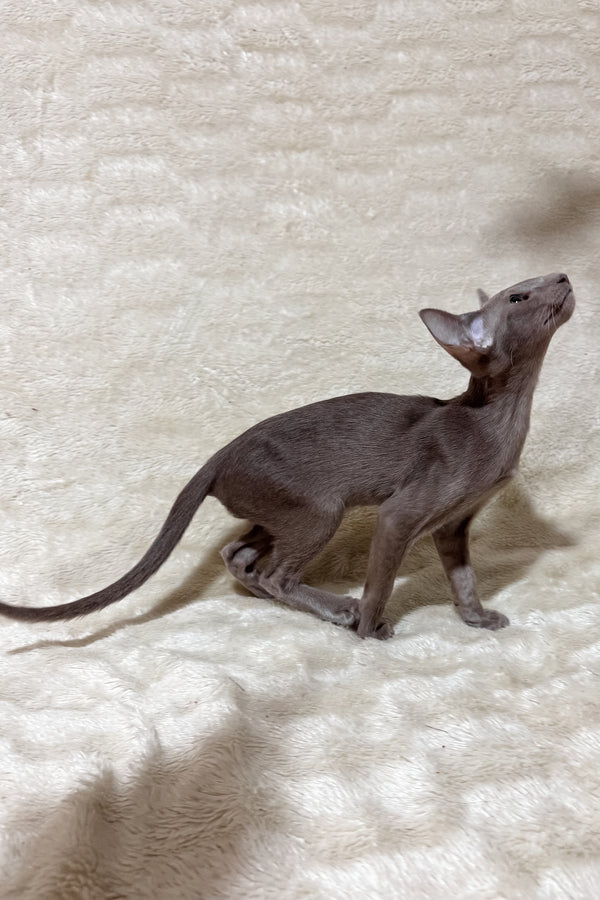Heaven | Oriental Shorthair Kitten