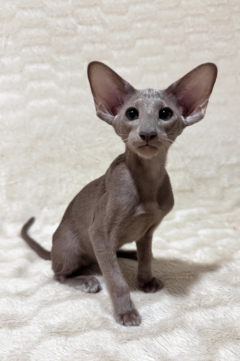 Heaven | Oriental Shorthair Kitten