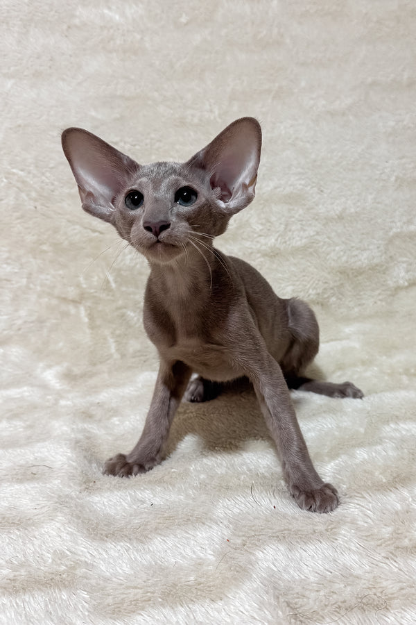 Heaven | Oriental Shorthair Kitten