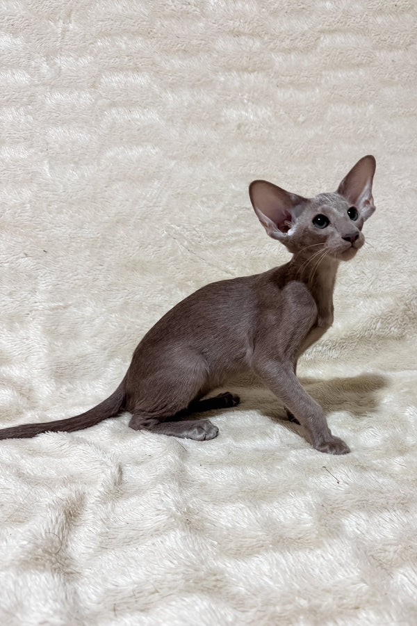 Heaven | Oriental Shorthair Kitten