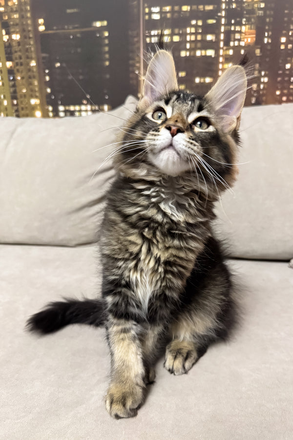 Hector | Maine Coon Kitten