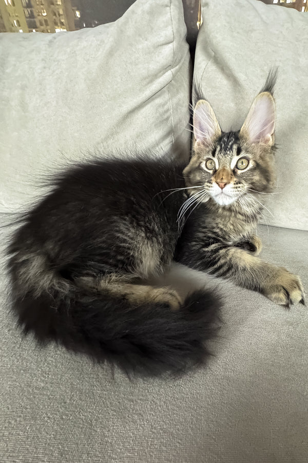 Hector | Maine Coon Kitten