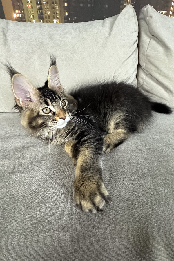 Hector | Maine Coon Kitten