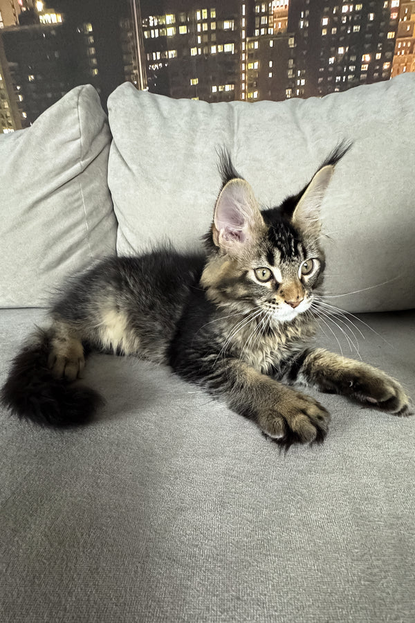 Hector | Maine Coon Kitten