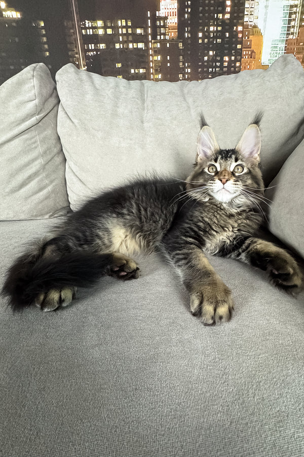Hector | Maine Coon Kitten