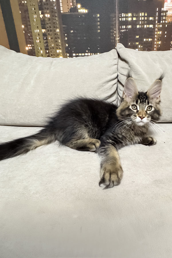 Hector | Maine Coon Kitten