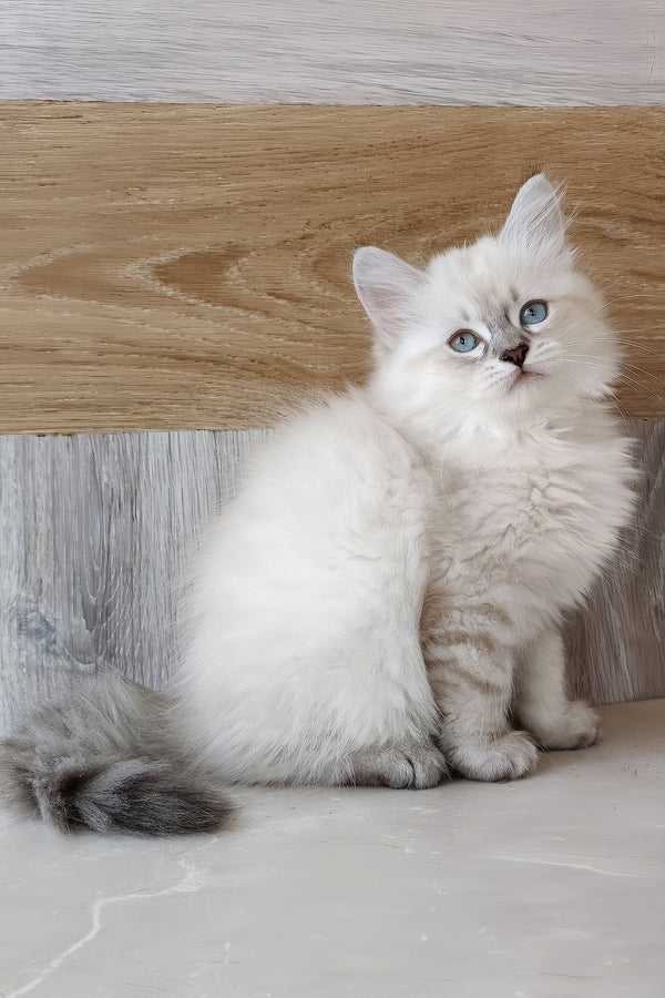 Heidi | Siberian Kitten