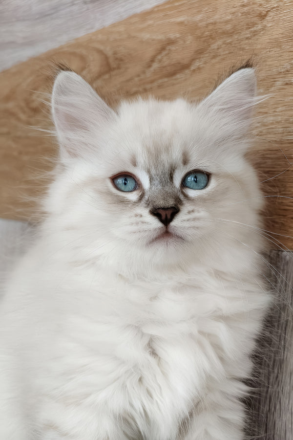 Heidi | Siberian Kitten