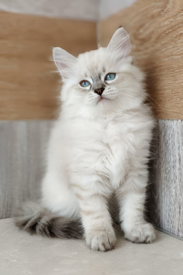 Heidi | Siberian Kitten