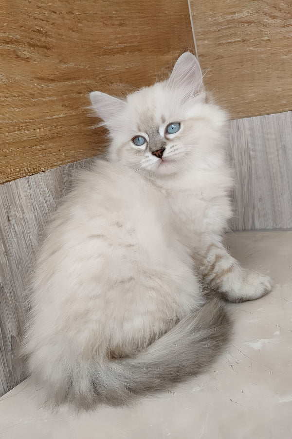 Heidi | Siberian Kitten