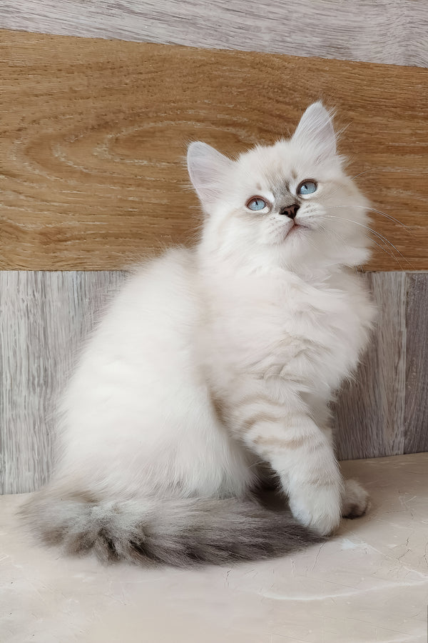 Heidi | Siberian Kitten