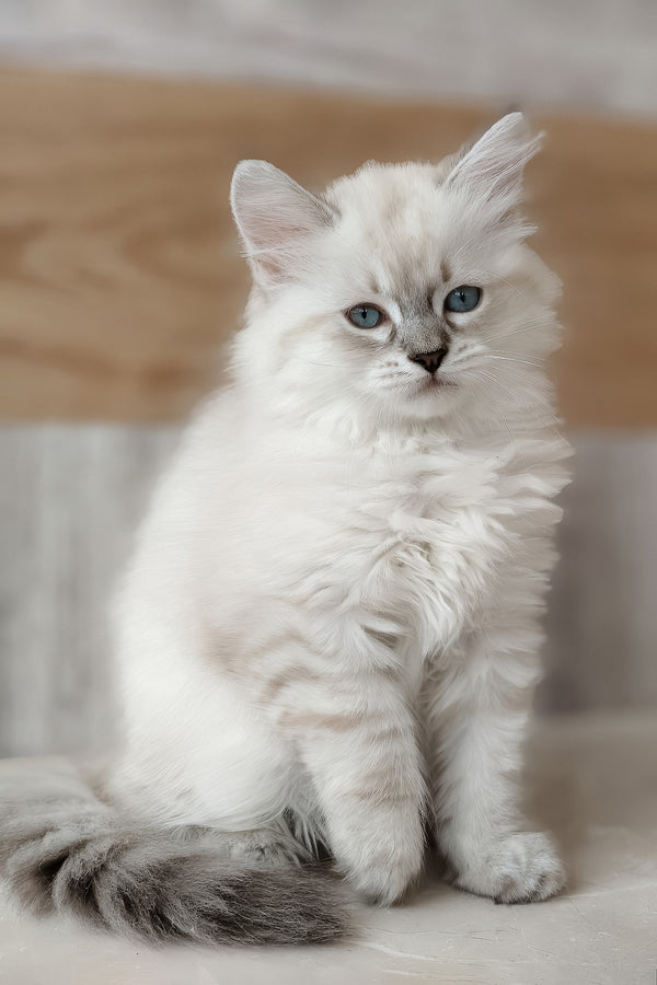 Heidi | Siberian Kitten