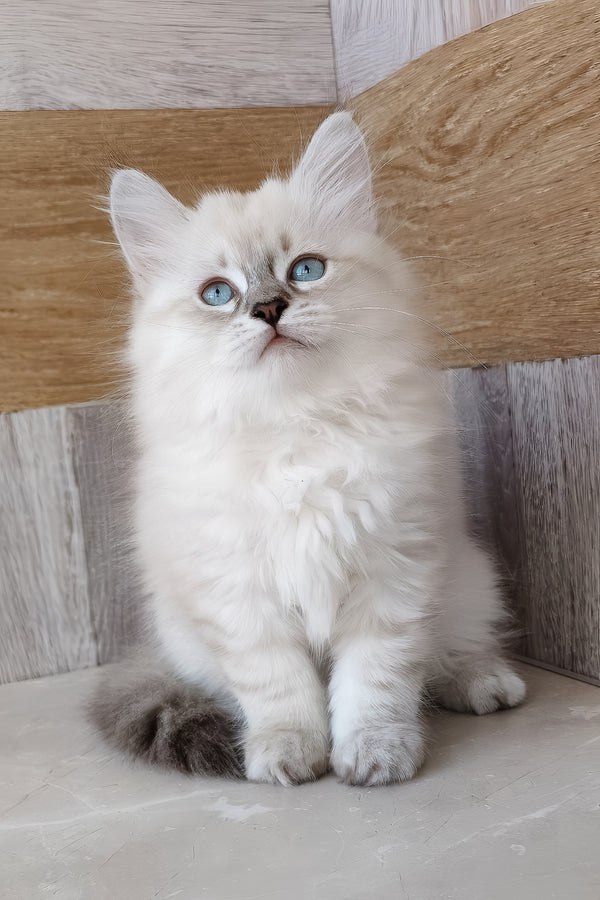 Heidi | Siberian Kitten