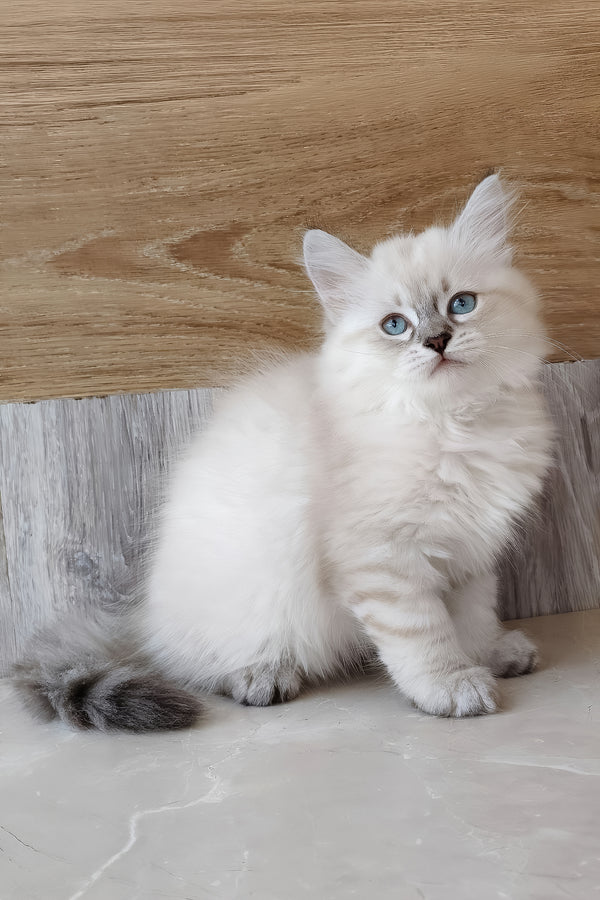 Heidi | Siberian Kitten