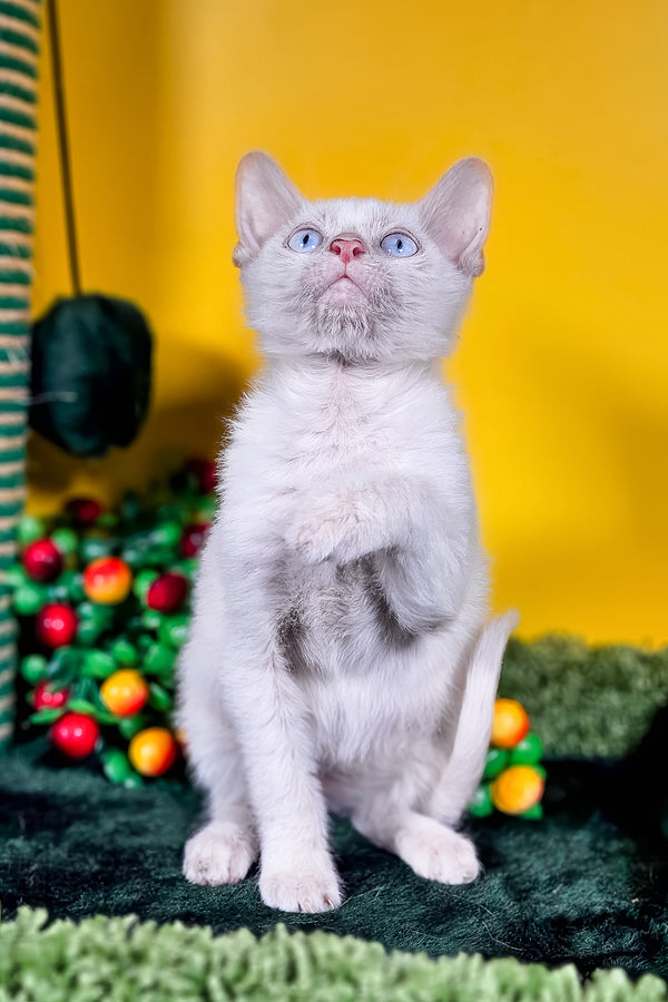 Helk | Lykoi Kitten