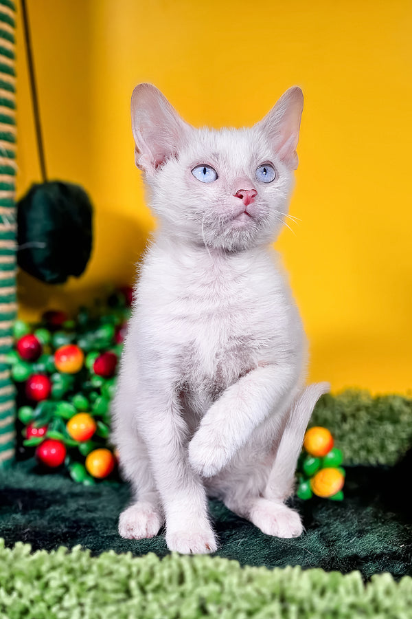 Helk | Lykoi Kitten