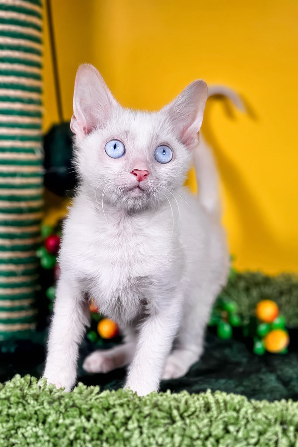 Helk | Lykoi Kitten