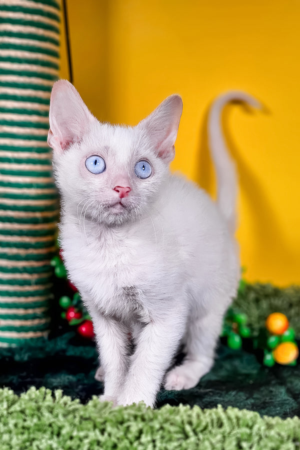 Helk | Lykoi Kitten