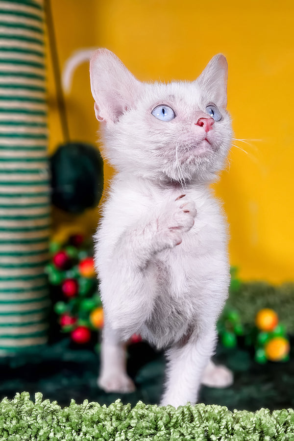 Helk | Lykoi Kitten