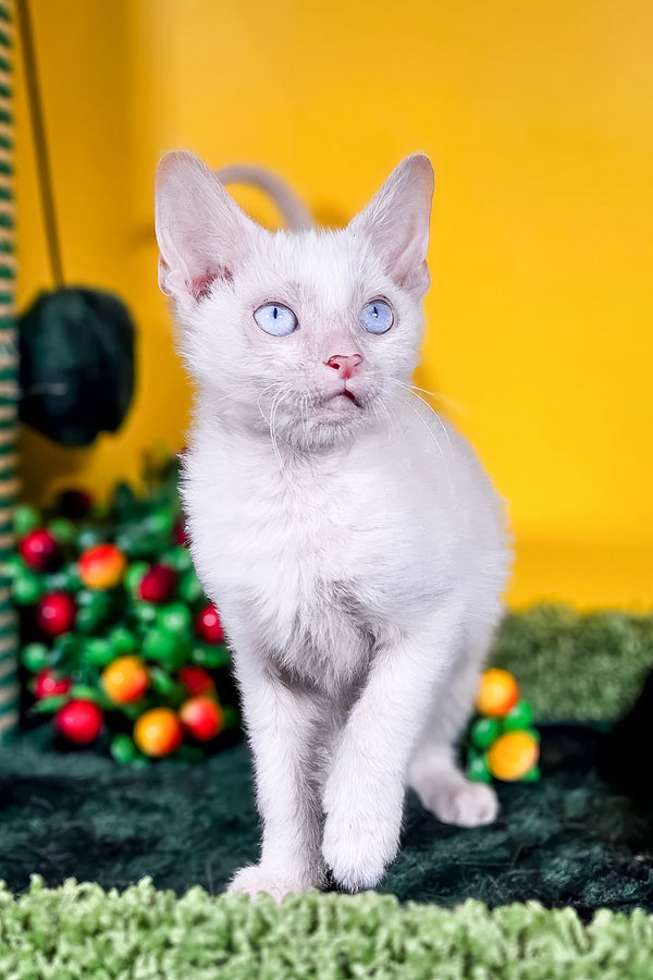 Helk | Lykoi Kitten