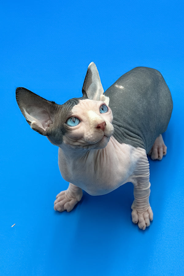 Hendrix | Sphynx Kitten