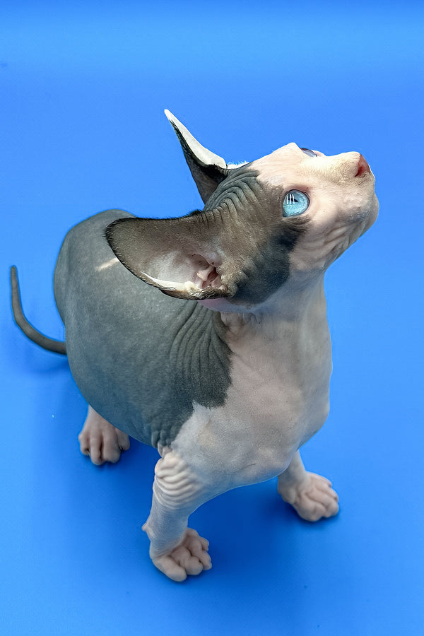 Hendrix | Sphynx Kitten