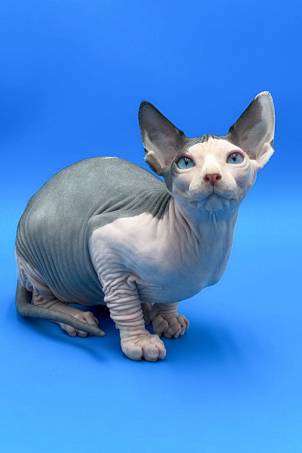 Hendrix | Sphynx Kitten