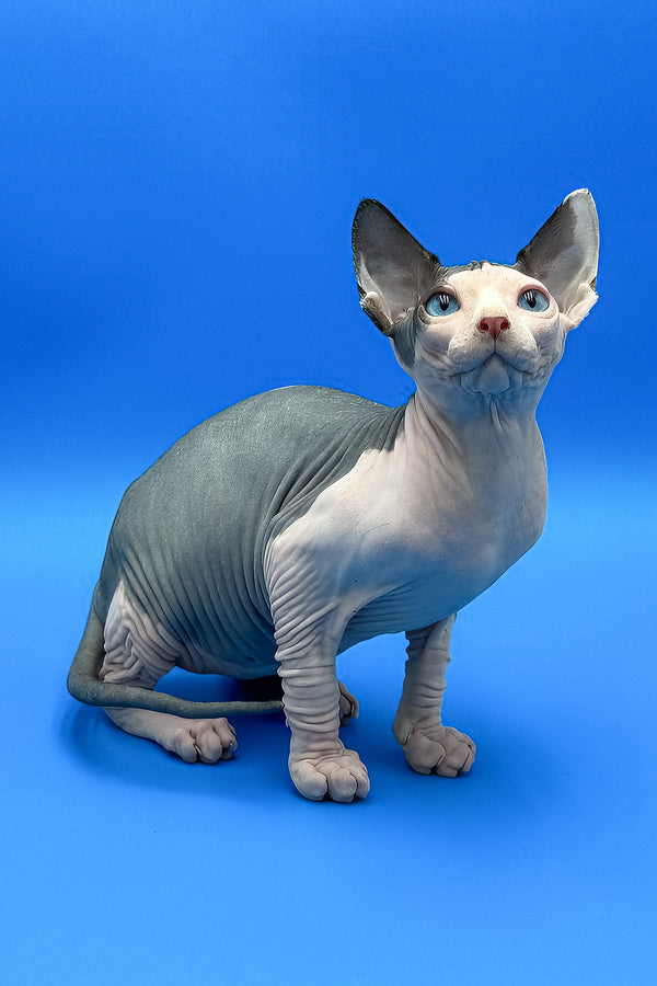 Hendrix | Sphynx Kitten