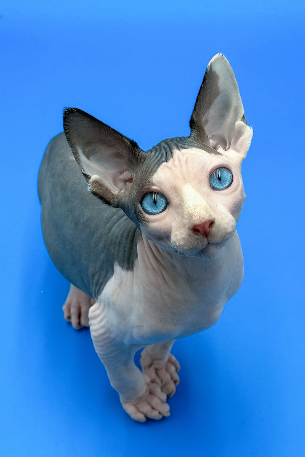 Hendrix | Sphynx Kitten